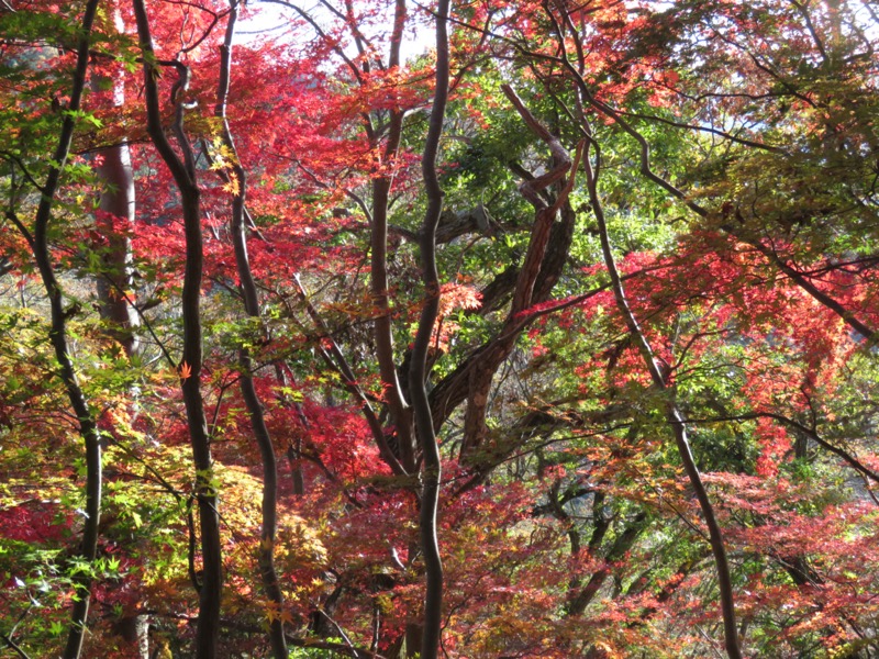 奥久慈・男体山